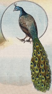 Pfau. Gravur in "Alphabet de ma petite fille". Bernardin-Bechet und Fils, Buchhändler-Verleger, Paris, um 1895. von Unbekannt