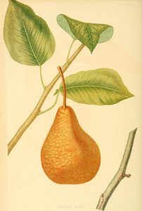 Flaschenbirne der Sorte Boscs Flaschenbirne, eine alte Birnensorte