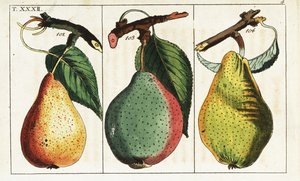 Birnensorten, Pyrus communis von Unbekannter Künstler