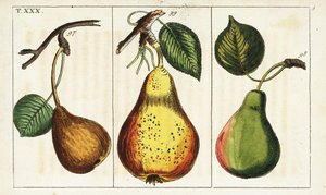 Birnensorten, Pyrus communis von Unbekannter Künstler
