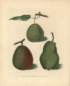 Birnensorten, Pyrus communis: Cressan, Gansell