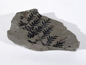 Pecopteris (Gymnosperm-Frond) gefunden in Camerton, Somerset, Oberkarbon von Unbekannt