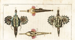 Pegase (oder kleiner Drachenfisch) - Langschwanz-Schmetterlingsfisch - Kurzer Drachenfisch, Eurypegasus draconis 59,60, und Langschwanz-Seemaul, Pegasus volitans 61,62. Handkolorierte Kupferstichgravur aus Gottlieb Tobias Wilhelms Enzyklopädie der Naturg