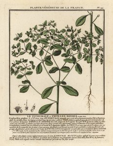 Kleinblütige Wolfsmilch, Euphorbia peplus