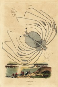Phyllosoma-Larvenstadium eines Langusten