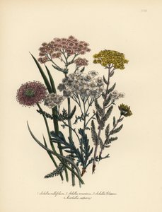 Rosa blühende Schafgarbe, Achillea milfolium, goldene Schafgarbe, Achillea tomentosa, Clavena