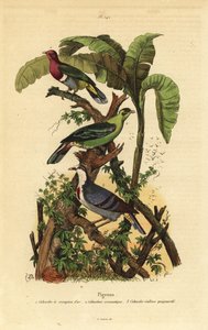 Rosenkopf-Fruchttaube, Ptilinopus porphyreus, Buru-Grüntaube, Treron aromaticus, und Luzon-Blutbrusttaube, Gallicolumba luzonica