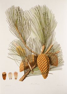 Pinus pinaster von Unbekannt