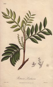 Pistacia lentiscus (Pistacia lentiscus) - Illustration aus „Medical Botanical, Description of the Medicinal Plants of London, Edinburgh and Dublin“ von John Stephenson und James Morss Churchill