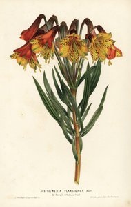 Wegerichblättrige Alstroemeria, Alstroemeria plantaginea. Brasilien. Handkolorierte Lithographie von L. Stroobant aus Louis van Houtte und Charles Lemaire