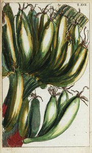 Kochbananen, Musa x paradisiaca