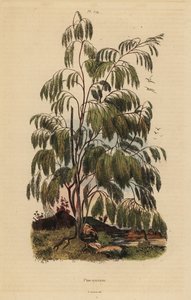 Plocama pendula Strauch von Unbekannt