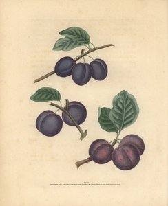 Pflaumensorten, Prunus domestica: Tours, Lawrane