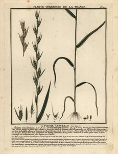 Taumel-Lolch, Lolium temulentum