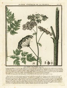 Gefleckter Schierling, Conium maculatum