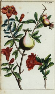 Granatapfelblüten und Früchte an einem Ast, Punica granatum von Unbekannter Künstler