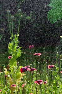 Mohnblumen (Papaver somniferum) und Samenkapseln im Sommerregen, Gower, Südwales von Unbekannter Künstler