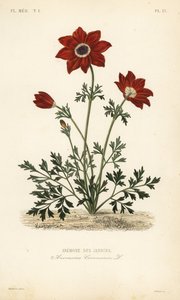 Kronenanemone, Anemone coronaria