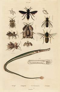 Töpferwespe, Seenadel, Goldene Eierwanze und Schwebfliege, 1834-1839