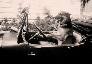 Preisgekrönter Polizeihund Alex am Steuer eines Autos
