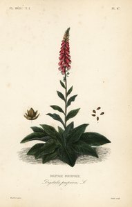 Roter Fingerhut, Digitalis purpurea von Unbekannt