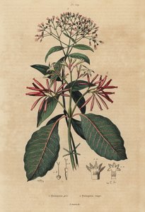 Chinin, Cinchona officinalis 1 und Ladenbergia oblongifolia, gefährdet, 2 von Unbekannt