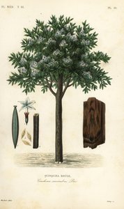 Chinarindenbaum