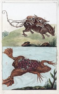 Ratte und Kröte, die ihre Brut auf dem Rücken tragen von Unbekannt