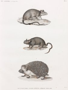Ratte aus Alexandria; Echimis aus Ägypten; Ohrenigel von Unbekannt