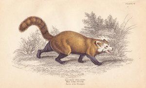 Roter Panda, Ailurus fulgens. Gefährdet. Nach einem Exemplar im Museum der Linnean Society. Handkolorierter Stahlstich von Lizars nach einer Illustration von Charles Hamilton Smith aus William Jardines Naturalist