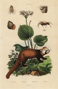 Roter Panda, Ailurus fulgens, gefährdet, nördliche Weihnachtslilie, Proiphys amboinensis, Fluss-Schnecke, Viviparus viviparus, und Spinne, Palpimanus-Art