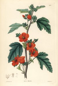 Rote Purpur-Globemalve, Sphaeralcea miniata. Handkolorierter Kupferstich von Weddell nach Edwin Dalton Smith aus John Lindley und Robert Sweets 