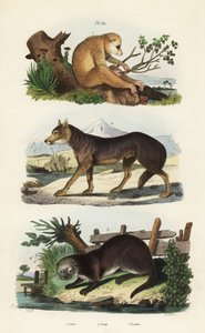 Roter Schlanklori, Loris tardigradus gefährdet 1, Wolf, Canis lupus 2 und Eurasischer Fischotter, Lutra lutra 3