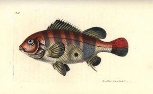 Rotgestreifter Erdfresser, Geophagus surinamensis (Surinam-Sparus, Sparus surinamensis). Illustration gezeichnet und graviert von Richard Polydore Nodder. Handkolorierter Kupferstich aus George Shaw und Frederick Nodder