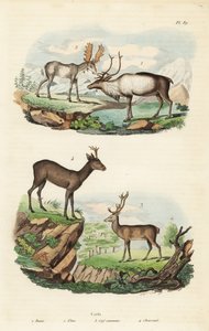 Rentiere, Elche, Rothirsche und Rehe