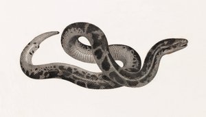 Reptilien: Eine Schlange aus Thebais von Unbekannt