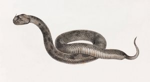 Reptilien: Eine Viper