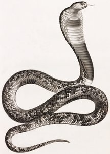 Reptilien: Eine Aspisviper