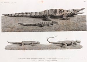 Reptilien: Krokodile und Stellions von Unbekannt