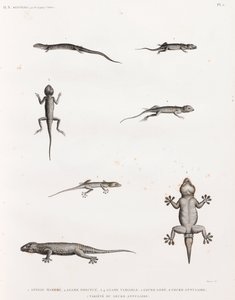 Reptilien: Eidechsen und Geckos von Unbekannt