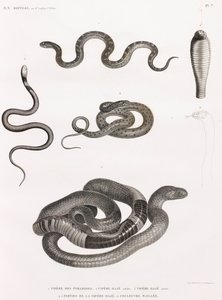 Reptilien: Serie von Illustrationen von Schlangen