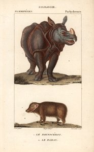 Nashorn und Klippschliefer von Unbekannter Künstler