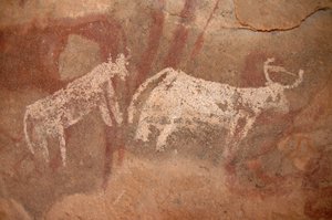 Felskunst, Vorgeschichte: Felsmalerei von weißen und zweifarbigen Rindern in einem verzierten Schutzraum im Uweinat-Massiv, Sudan (Karkur-Talh oder Karkur Talh). Zeitraum von 8000 bis 3000 v. Chr. Fotografie von Unbekannt