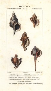 Felsenschnecken aus Jussieus "Wörterbuch der Naturwissenschaften", Florenz, Italien