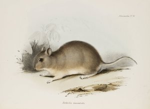 Nagetier, ca. 1832-1836 von Unbekannter Künstler