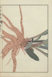 Wurzeln und Stängel der Inula helenium Pflanze. Gelbkopf. Mokkou. von Unbekannter Künstler