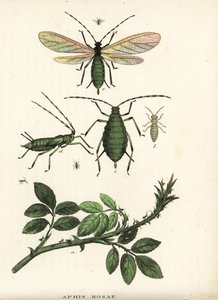 Rosenblattlaus, Aphis rosae, auf Rosenstrauch. Handkolorierte Lithographie aus Georg Friedrich Treitschkes Galerie der Naturgeschichte, Naturhistorischer Bildersaal des Tierreiches, Leipzig-1842