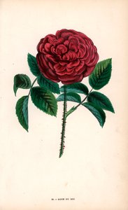 Rose du Roi, eine Hybride, gezüchtet aus der Portland-Rose, Rosa portlandica, von Monsieur Souchet in Sevres