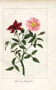 Bengalische Rose, Rosa indica. Handkolorierte Kupferstich einer Illustration von Miss Prudhomme aus „Hommage rendu a la Rose“, Paris, circa 1815. Ein Geschenkbuch mit der Geschichte der Rose und einem Dutzend botanischer Miniaturen