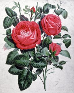 Rosen, ca. 1850 (Gravur) von Unbekannter Künstler